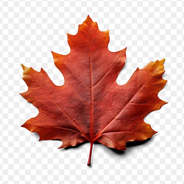 PSD a red maple leaf on a transparent background