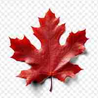 PSD a red maple leaf with a white background