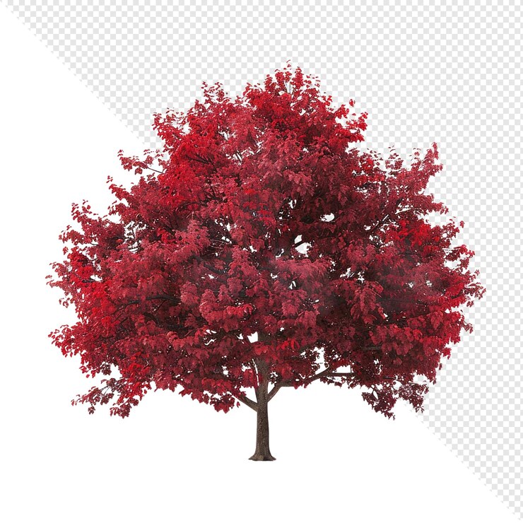 PSD red maple tree