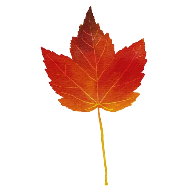 PSD red maple