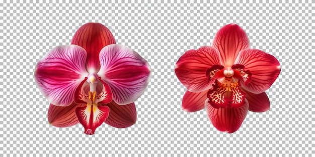 PSD red orchid flowers on a transparent background png top view