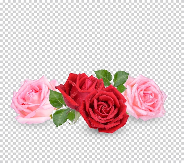 Red and pink rose with water drops isolated premium psdxa