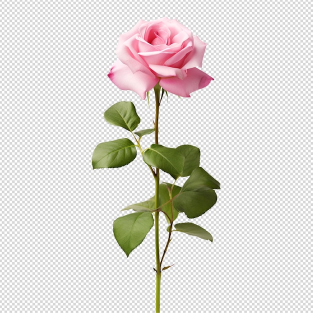 PSD red and pink rose with water drops isolated