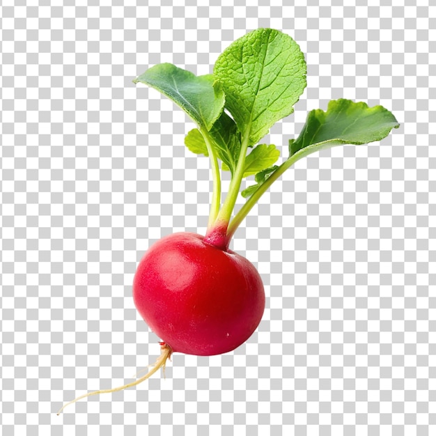 Red radish isolated on transparent background