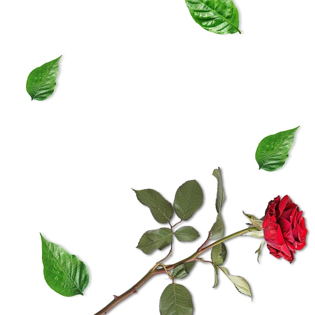 PSD 赤いバラと緑の葉が白に隔離されたテンプレートデザイン