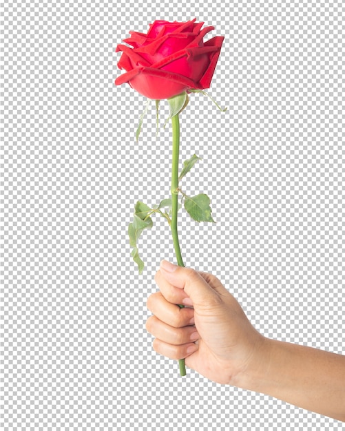 Red rose flower in hand