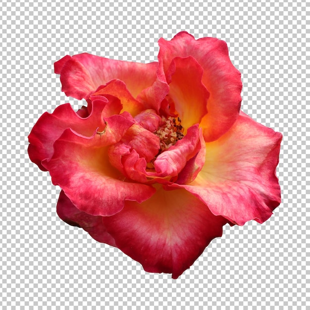 PSD red rose flower isolated rendering