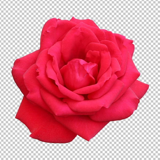 Rendering isolato fiore rosa rossa