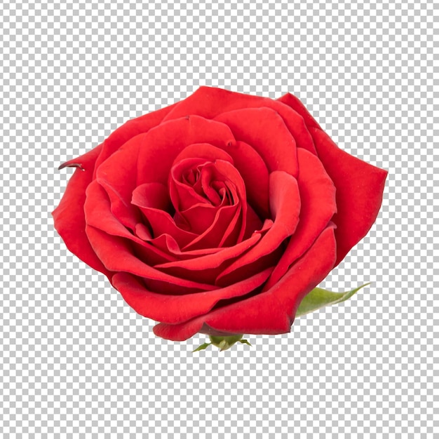 PSD red rose flower isolated rendering