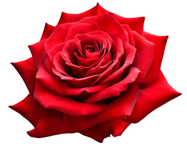 PSD red rose flower