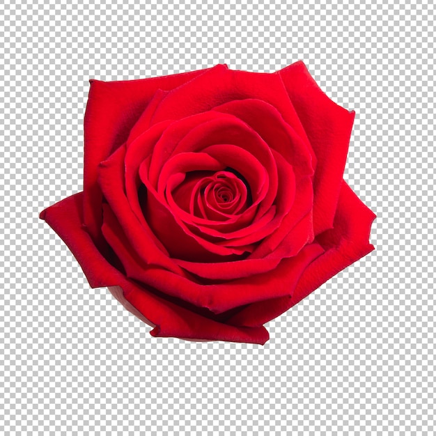 PSD red rose flower