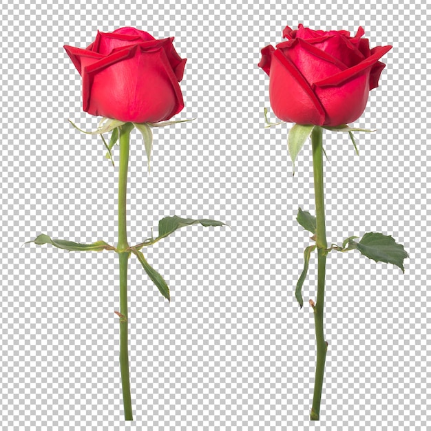 PSD red rose flowers