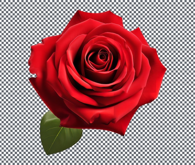 red rose isolated on transparent background