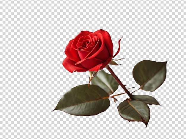 PSD Красная роза на прозрачном фоне