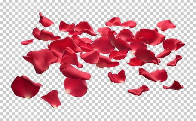 Red rose petals on floor isolated on transparent background