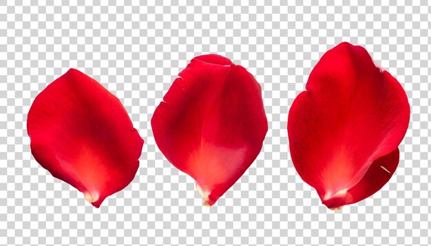 PSD red rose petals isolated on transparent background