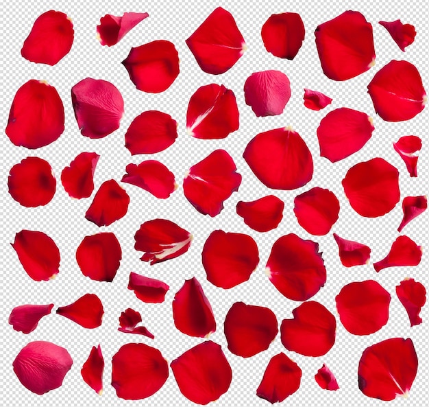 Red Rose petals