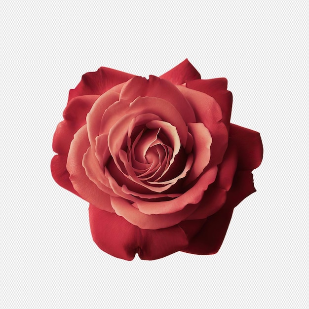 PSD rosa rossa png