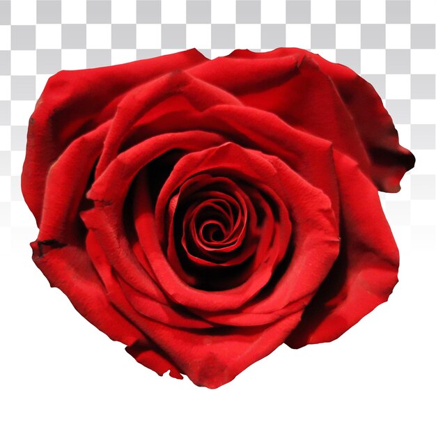 PSD red rose top view without background for collage