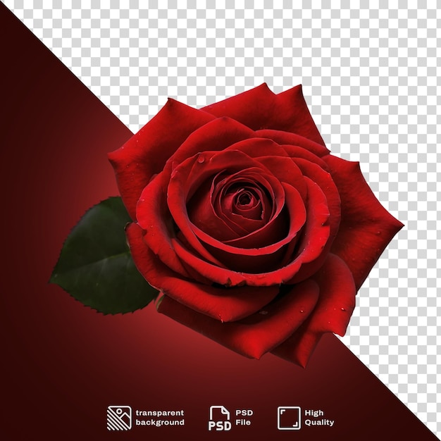 PSD a red rose on a transparent background