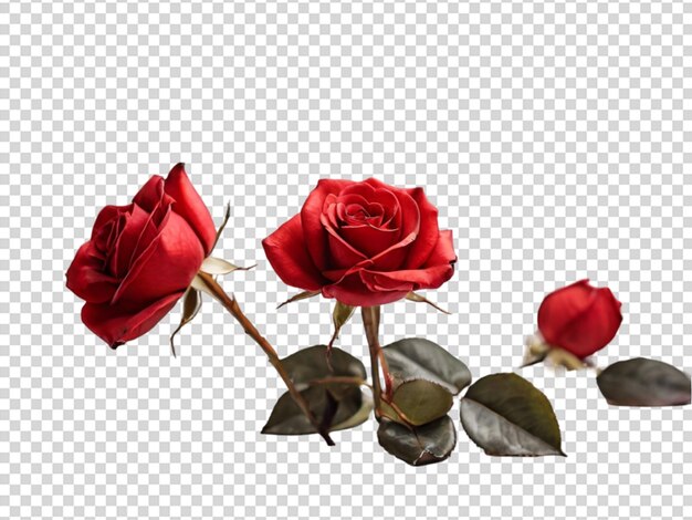 PSD red rose on transparent background