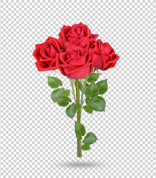 Red rose with leaves isolated Premium PSD