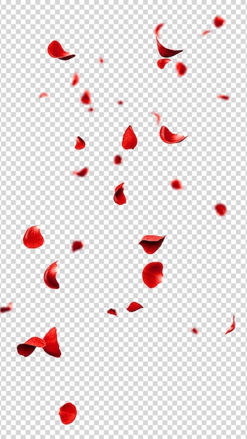 Red roses petals flying romantic overlay background