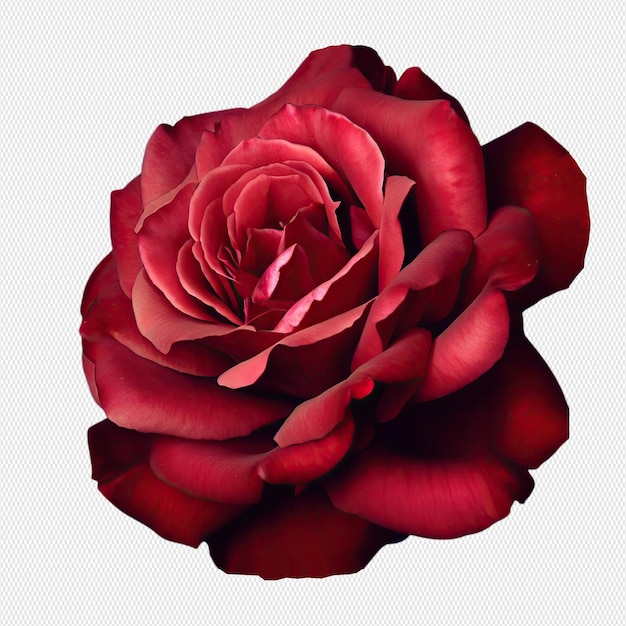 PSD red roses petals