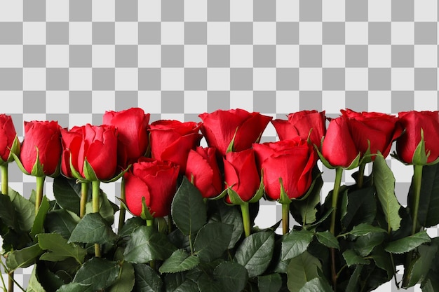 Red roses space for text top view isolated on white background PNG