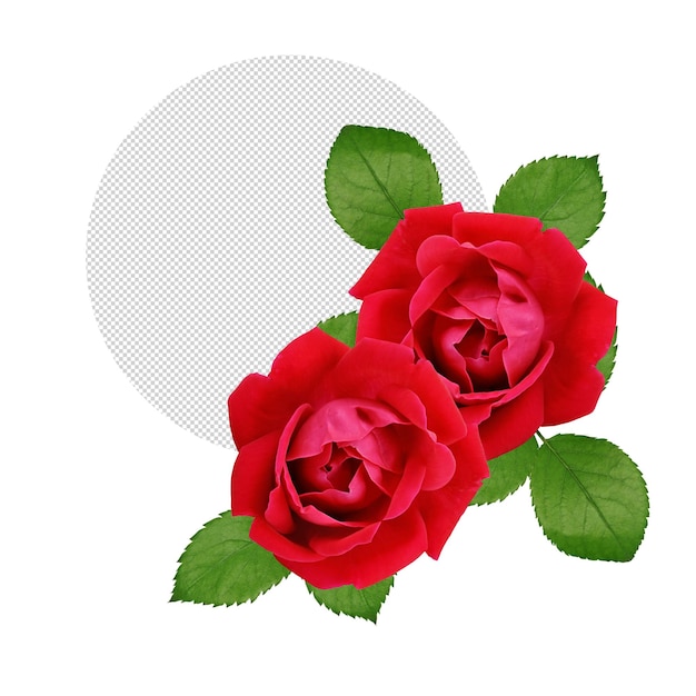 Red roses on transparent background