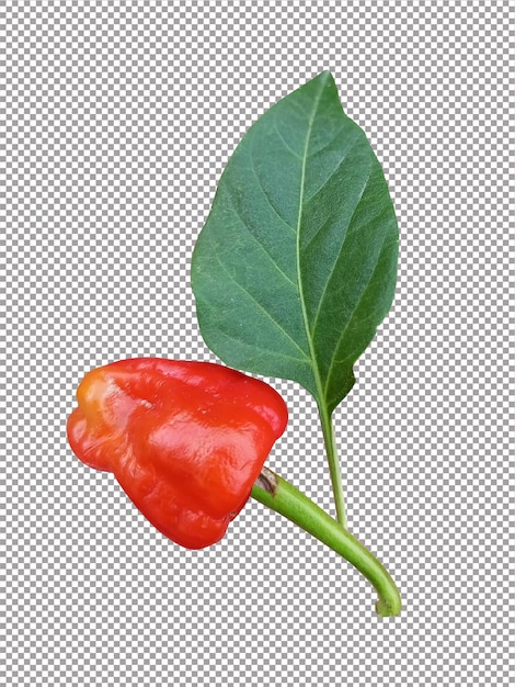 Red small chilli with green leave