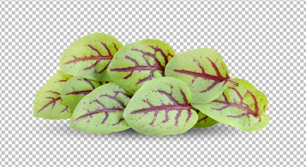 PSD red sorrel leaves isolated on alpha layer