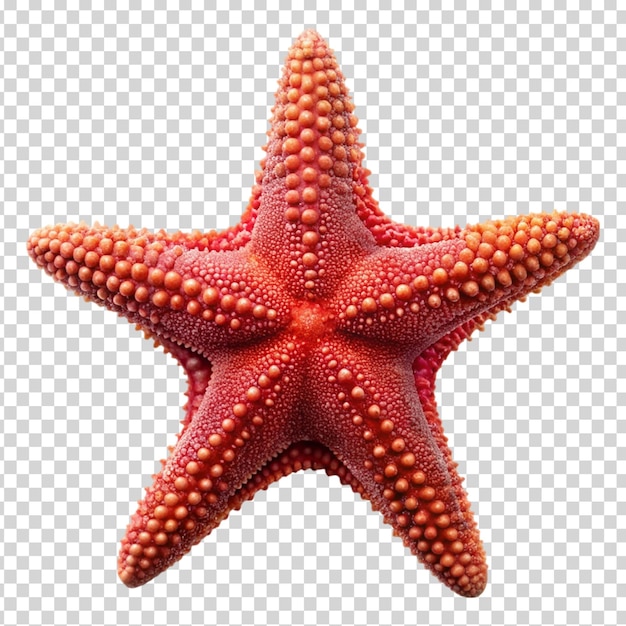PSD una stella marina rossa su uno sfondo trasparente