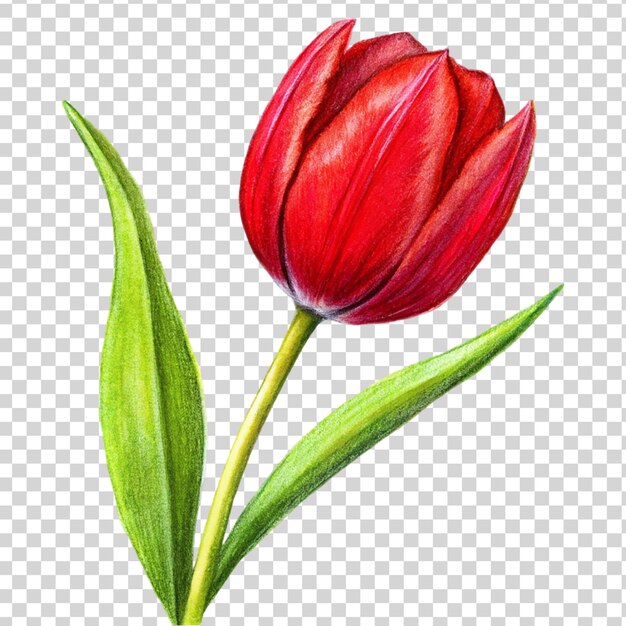 PSD arte del tulipano rosso isolata su uno sfondo trasparente