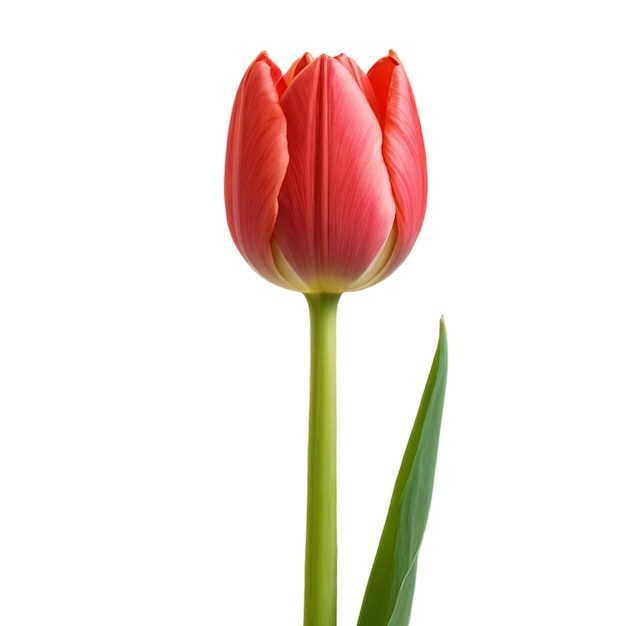 Red Tulip Bloom