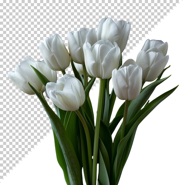 PSD tulipano rosso in primo piano gruppo di tutti i colori tulipani isolati su uno sfondo trasparente rosso