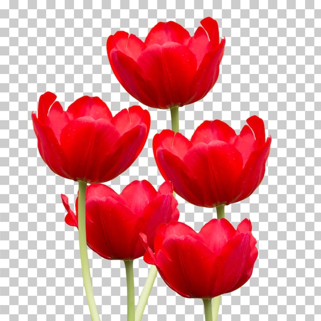 PSD red tulip flower isolated