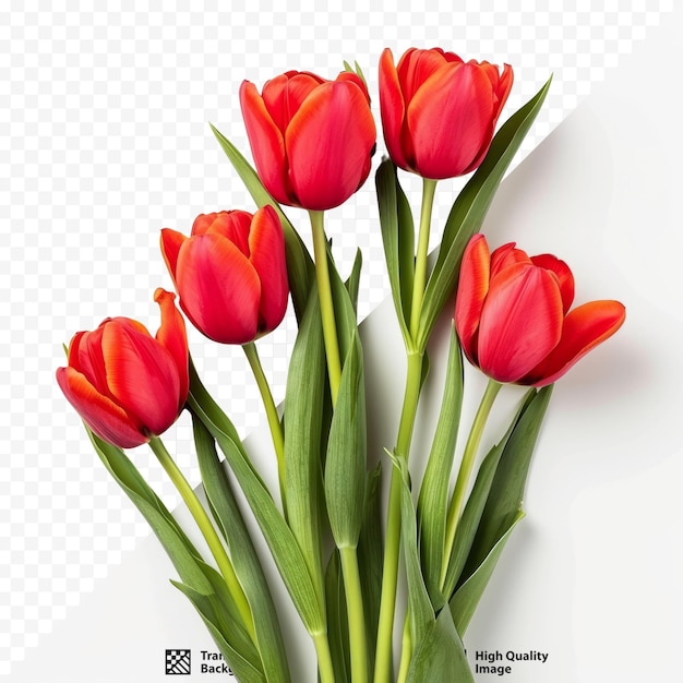 PSD Красные тюльпаны на белом фоне день женщины и день матери