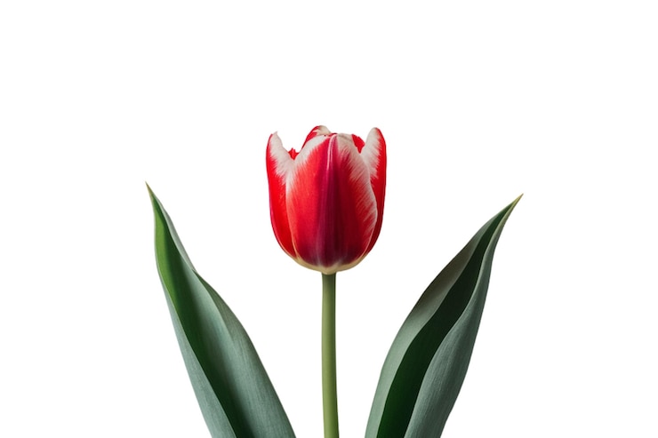 PSD red tulips with green leaves