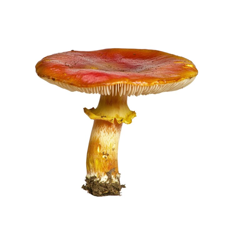 PSD 白色背景上的紅色和黃色