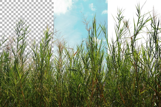 透明な背景を分離する<unk>の茂み