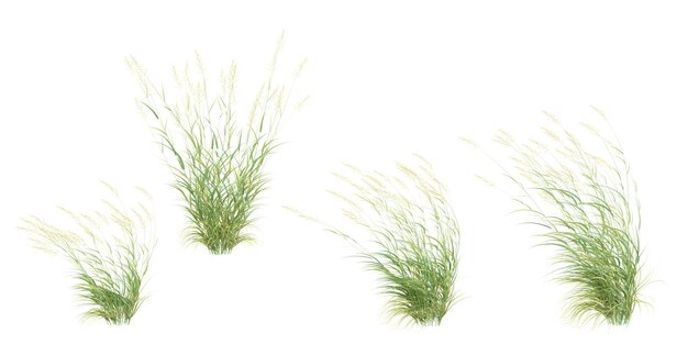 白い背景に隔離されたのカナリーグラス デザイン広告に使用された隔離された熱帯の木