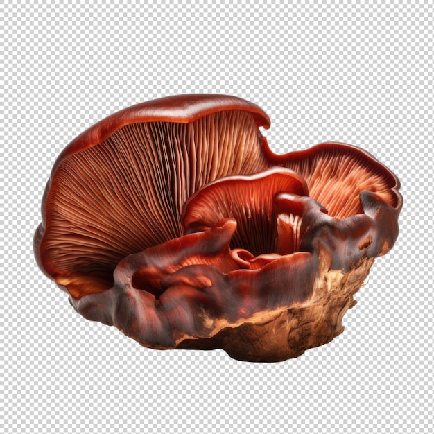 Reishi mushroom isolated on transparent background generative ai