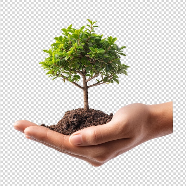 PSD ręka trzymająca małe drzewo z zielonym drzewem na nim