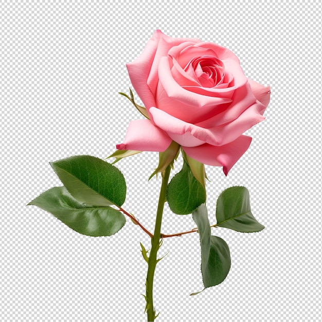 Ręka Z Różową Różą Na Białym