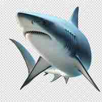 PSD rekin z rekinem na plecach i słowami rekin
