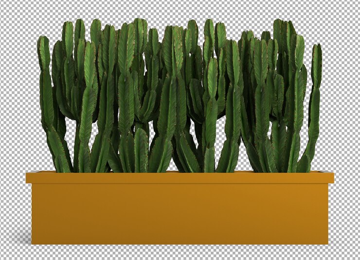 PSD render of isolated plant. cactus. isometric front view. transparent background. premium 3d.