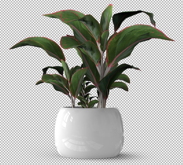 PSD render of isolated plant. ceramic pot. isometric front view. transparent background. premium 3d.