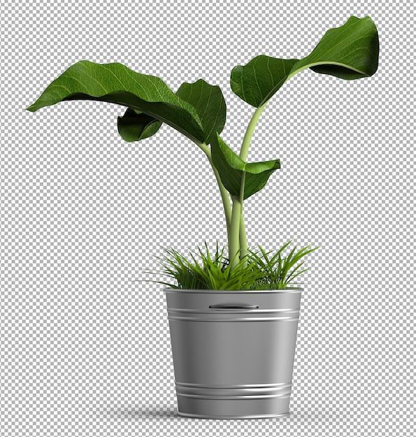 Render of isolated plant.  isometric front view. . 3d.