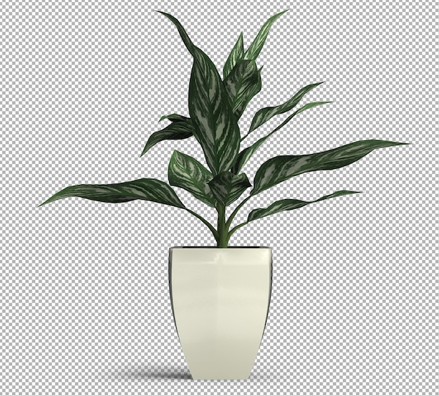 Render of isolated plant.  isometric front view.  3d.